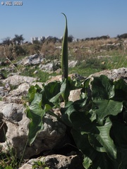 Arum palaestinum
