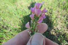 Onobrychis viciifolia