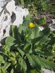 Calendula pachysperma
