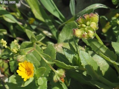 Calendula pachysperma