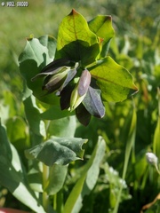 Cerinthe palaestina
