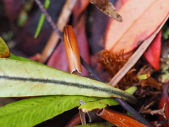 Notogrammitis rigida