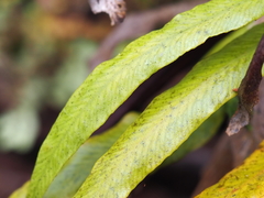 Notogrammitis rigida