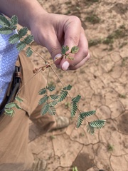 Hoffmannseggia glauca