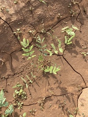 Hoffmannseggia glauca