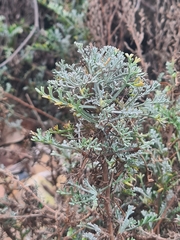 Artemisia maritima
