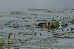 Nettapus auritus