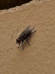 Musca domestica