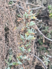 Artemisia maritima