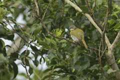 Apalis flavida