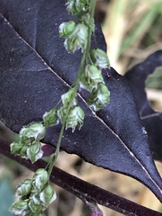 Chascolytrum subaristatum