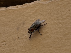 Musca domestica