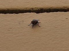 Musca domestica