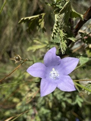 Wahlenbergia undulata