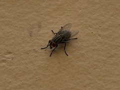 Musca domestica