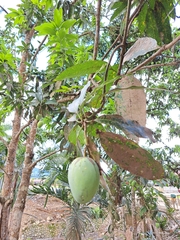 Mangifera