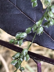 Chascolytrum subaristatum