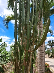 Armatocereus cartwrightianus