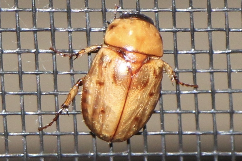 Cyclocephala lunulata from Puntarenas Province, Costa Rica on January ...