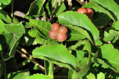 Grewia occidentalis occidentalis