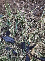 Chascolytrum subaristatum