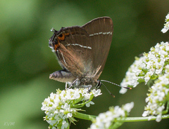 Satyrium w-album