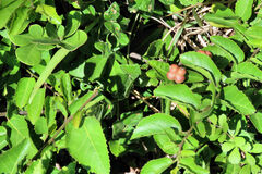 Grewia occidentalis occidentalis