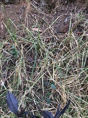 Chascolytrum subaristatum