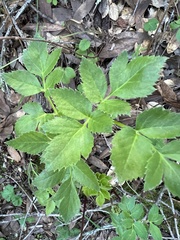 Tauschia hartwegii