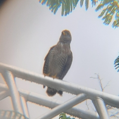 Rupornis magnirostris