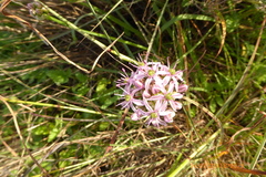 Allium tel-avivense