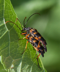 Strangalia attenuata
