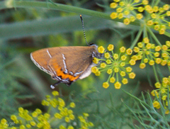 Satyrium prunoides