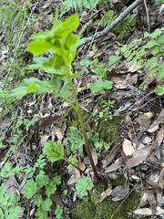 Tauschia hartwegii