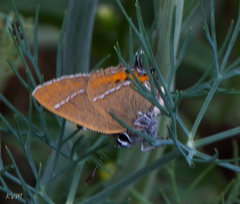 Satyrium prunoides