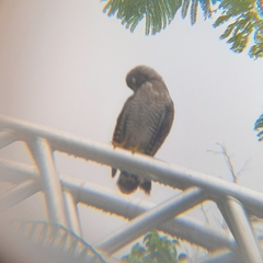 Rupornis magnirostris