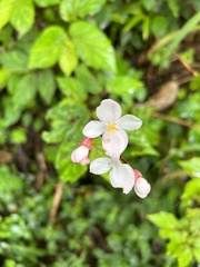 Begonia decandra