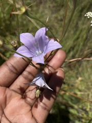 Wahlenbergia undulata