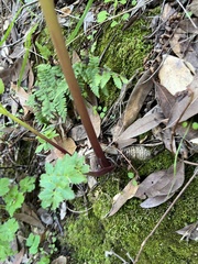 Tauschia hartwegii