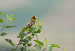 Emberiza bruniceps