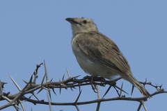 Cisticola natalensis
