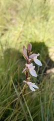 Orchideae