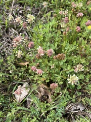 Trifolium repens