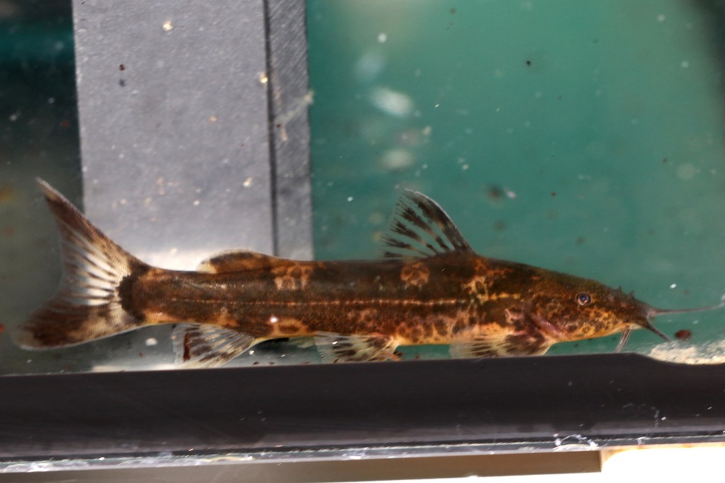 Marbled Mountain Catfish