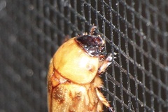 Cyclocephala lunulata