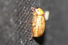 Cyclocephala lunulata