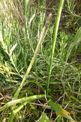 Allium tel-avivense