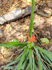 Guzmania monostachia
