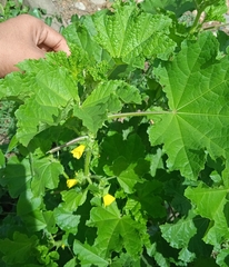 Malva verticillata verticillata