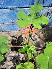 Jatropha podagrica